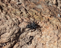 Nyssus coloripes