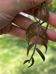 Schinus molle