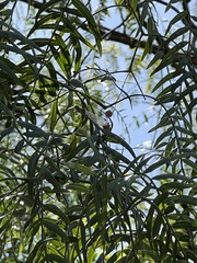 Schinus molle