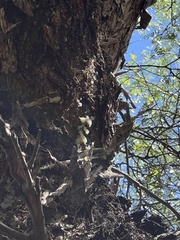Schinus molle