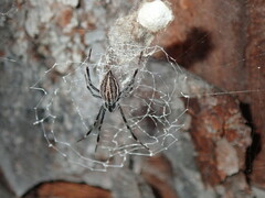 Argiope ocyaloides