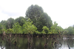 Rhizophora mucronata