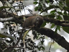 Sundasciurus jentinki