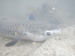 Ellochelon vaigiensis