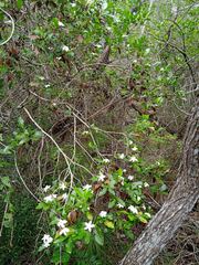 Gardenia urvillei