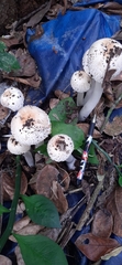 Fungi