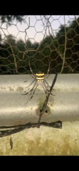 Argiope aetherea