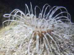 Ceriantharia