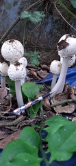 Fungi