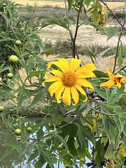 Tithonia
