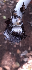 Fungi