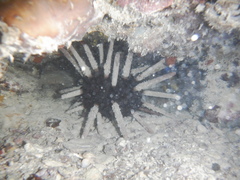 Phyllacanthus
