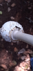 Fungi