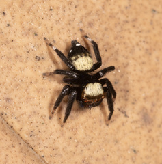 Thorelliola ensifera