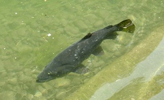 Salmo trutta
