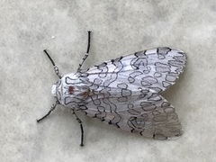 Hypercompe albescens