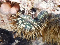 Entacmaea quadricolor