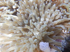 Entacmaea quadricolor