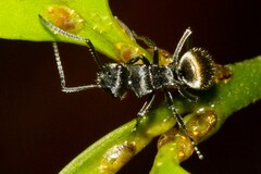 Polyrhachis guerini