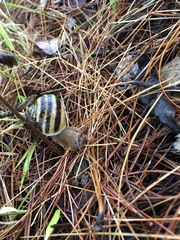 Helix albescens