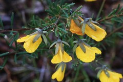 Gompholobium latifolium