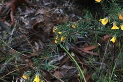 Gompholobium latifolium