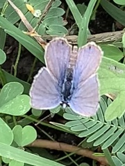 Hemiargus ceraunus