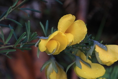 Gompholobium latifolium