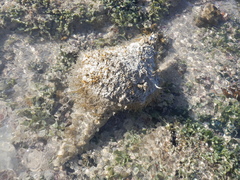 Neogastropoda