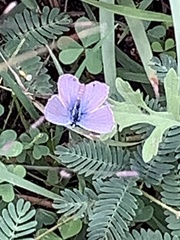 Hemiargus ceraunus