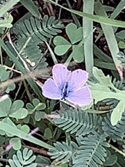 Hemiargus ceraunus