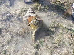 Neogastropoda