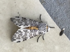 Hypercompe albescens