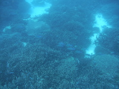 Caranx melampygus