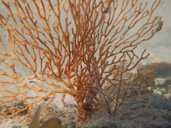 Melithaea