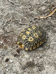 Psammobates geometricus