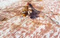 Sympetrum frequens