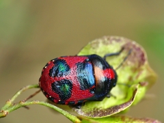 Choerocoris paganus