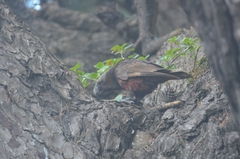 Nestor meridionalis septentrionalis