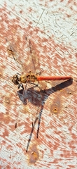Sympetrum frequens