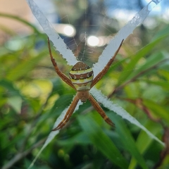 Argiope keyserlingi