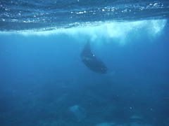 Mobula
