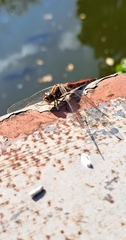 Sympetrum frequens