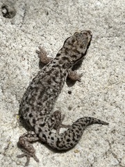 Pachydactylus geitje