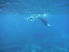 Mobula alfredi