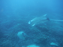 Mobula alfredi