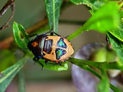 Choerocoris paganus