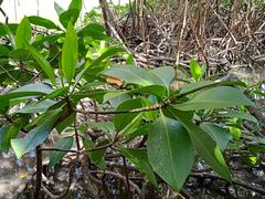 Rhizophora