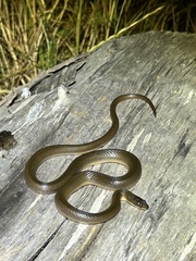 Lycodonomorphus rufulus