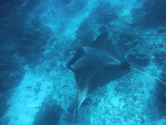 Mobula alfredi